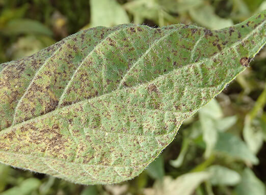 Clima favorece a incidência de ferrugem em lavouras gaúchas