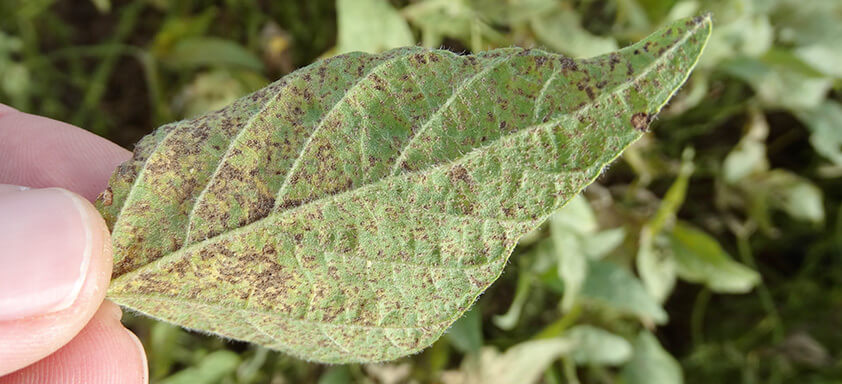 Clima favorece a incidência de ferrugem em lavouras gaúchas