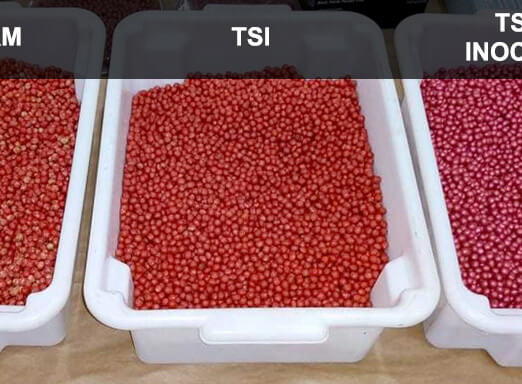 Entenda por que o tratamento de sementes industrial é a escolha mais vantajosa 