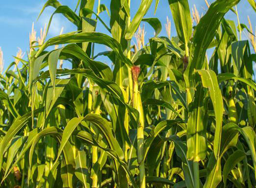 Conheça os novos híbridos para a safrinha de milho
