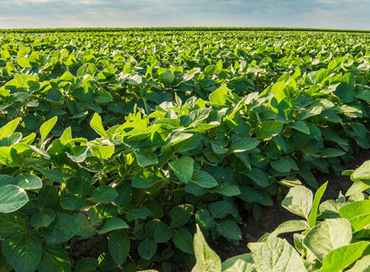 Existe um horário ideal para pulverizar fungicidas em soja?