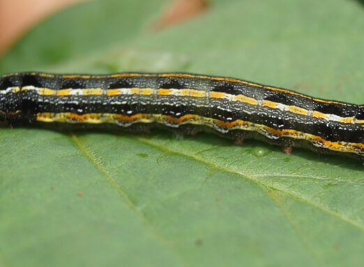 Saiba como o clima influencia o surgimento de pragas nas lavouras