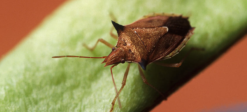 A Evolução no Controle dos Percevejos