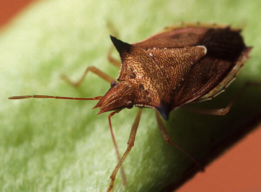 A Evolução no Controle dos Percevejos