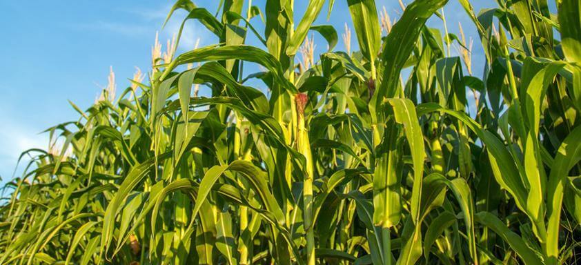 Conheça os novos híbridos para a safrinha de milho