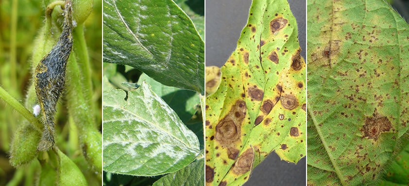 Veja as doenças que atacam severamente as lavouras de soja e derrubam a produtividade