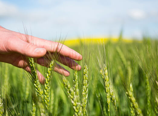 Caravana de Produtividade é boa notícia para produtores de trigo 