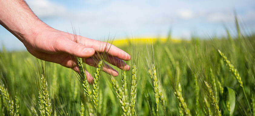 Caravana de Produtividade é boa notícia para produtores de trigo 