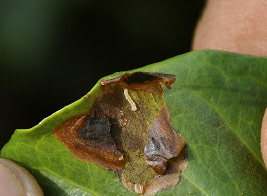 Clima quente e seco deixa cafeeiros mais suscetíveis ao bicho-mineiro 