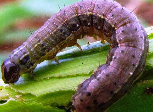 Controle de sugadores e lagartas deve começar antes do plantio do milho