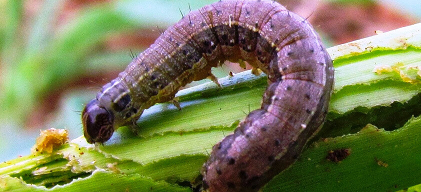 Controle de sugadores e lagartas deve começar antes do plantio do milho