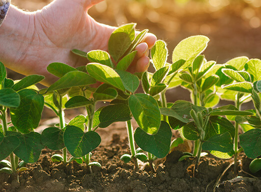 Controle de Ferrugem da Soja: Manejo Consciente reúne princípios