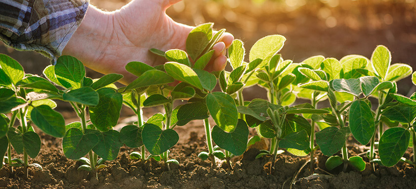 Controle de Ferrugem da Soja: Manejo Consciente reúne princípios