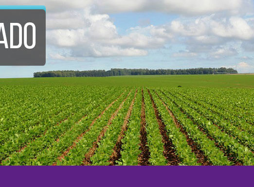 Em 76% das áreas analisadas, o programa de fungicidas da Syngenta foi superior. Veja os relatos da região cerrado