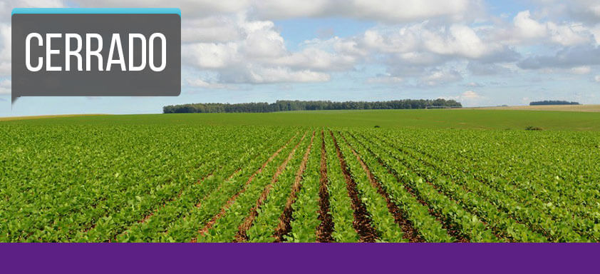 Em 76% das áreas analisadas, o programa de fungicidas da Syngenta foi superior. Veja os relatos da região cerrado