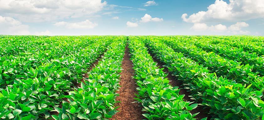 Veja a tecnologia por trás dos fungicidas mais resistentes à chuva