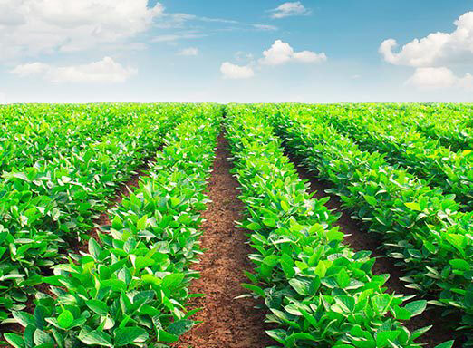 Veja a tecnologia por trás dos fungicidas mais resistentes à chuva