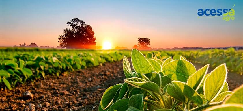 Conheça o app Acessa Agro, programa de benefícios da Syngenta