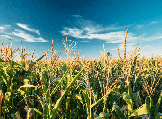 Os cuidados no manejo dos percevejos na cultura do milho