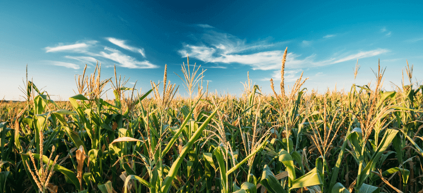 Os cuidados no manejo dos percevejos na cultura do milho