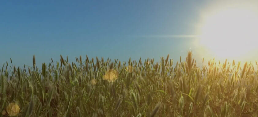 Problemas com acamamento no trigo? Então confira essa solução!