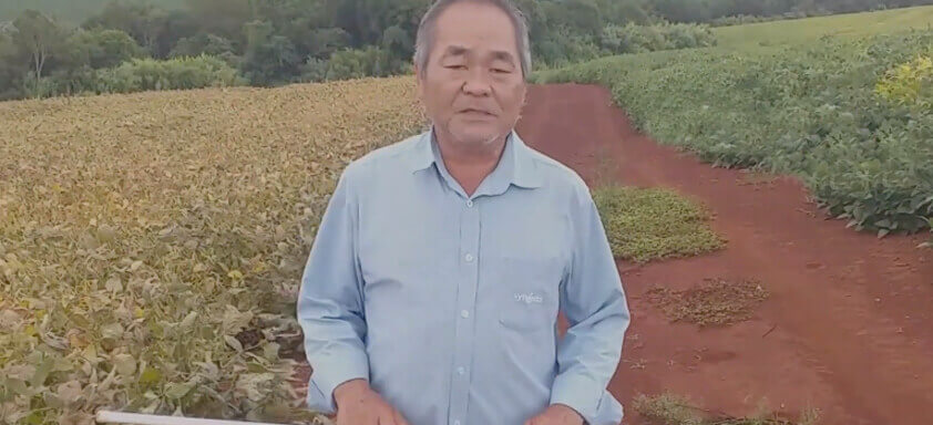 Dessecação bem-feita na soja: confira a solução ideal!