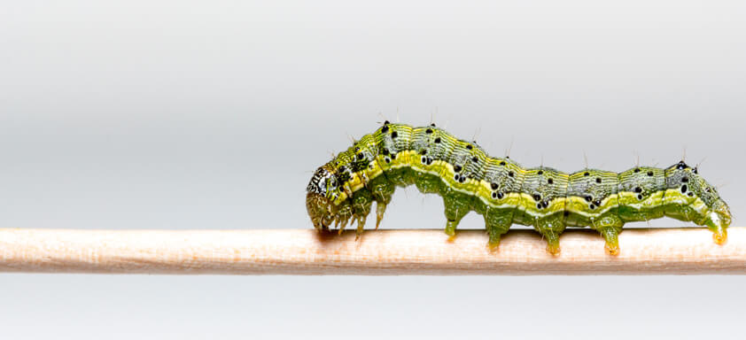 Volta da helicoverpa ameaça safra de soja em Mato Grosso