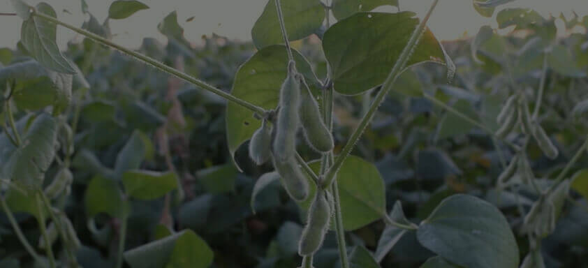 Confira quem plantou e aprovou a cultivar SYN 1687 IPRO