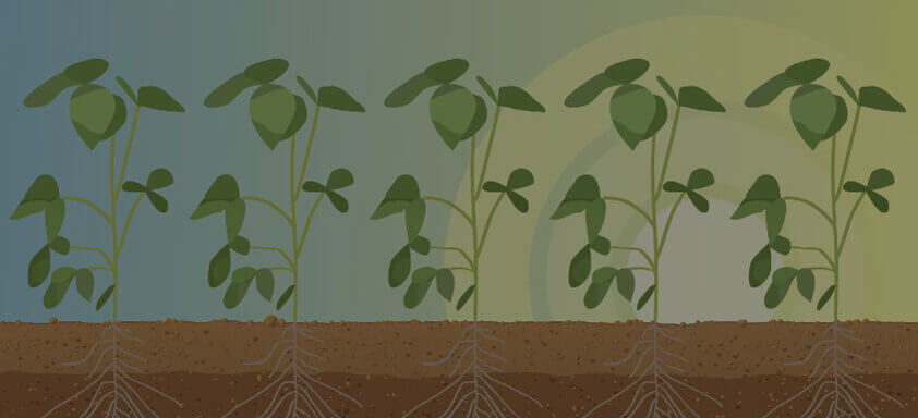 Como proteger sua lavoura das pragas iniciais?