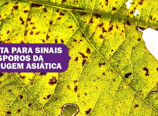 EMATER alerta para sinais de esporos da Ferrugem Asiática no PR