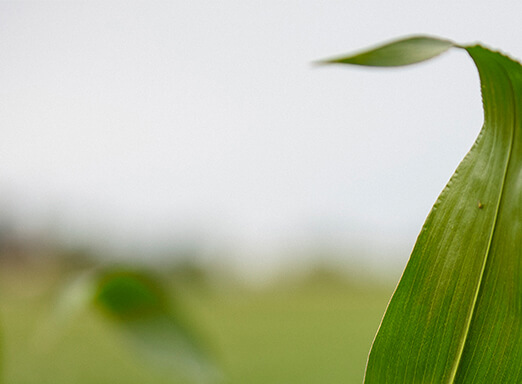 Cerrado: milhocultores podem esperar por chuva dentro da normalidade ou ligeiramente abaixo