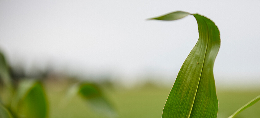Sul: chuva acima da média deve acompanhar a safra de milho