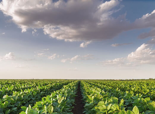 A safra 2019/2020 exige mais cuidados na cultura da soja! Saiba como aumentar sua produtividade