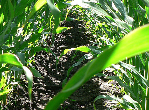 Expedição Calaris chega em 10 Estados do Brasil para mostrar a evolução das atrazinas