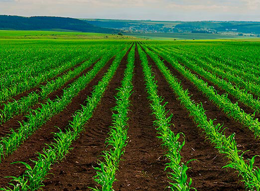 Como combater as plantas daninhas no milho