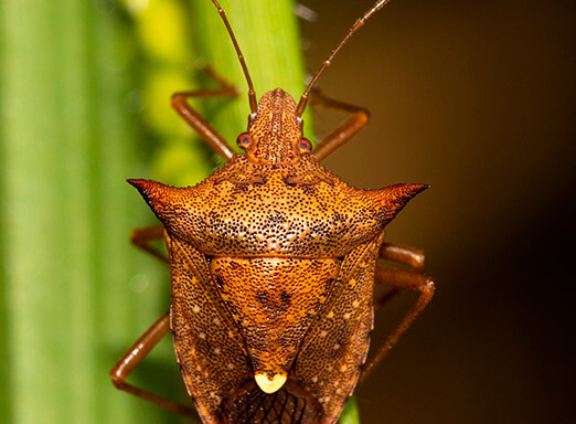 Proteja sua lavoura contra os percevejos