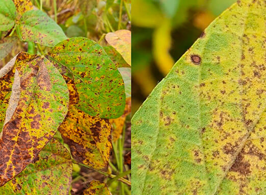 Cercospora e ferrugem asiática: inimigas da lavoura de soja