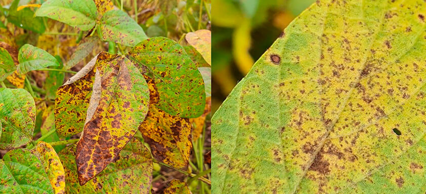 Cercospora: como mantê-la bem longe de sua lavoura