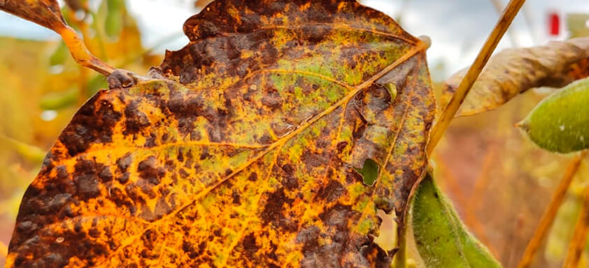 Doenças de final de ciclo: como mantê-las longe da lavoura