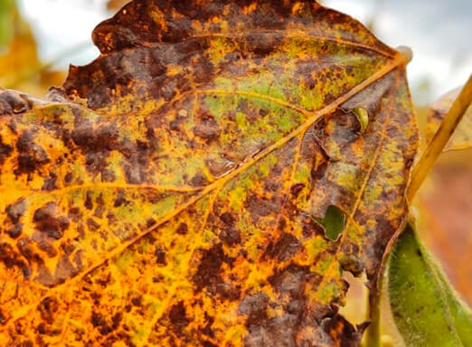 Doenças de final de ciclo: como mantê-las longe da lavoura