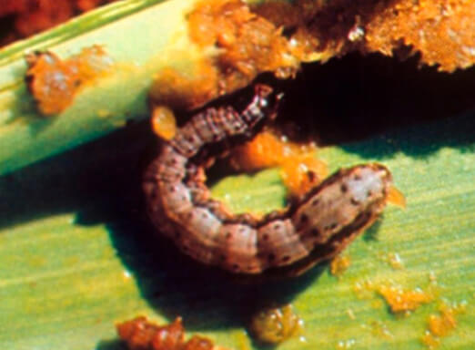 Lagarta do cartucho: como combater a principal praga do milho