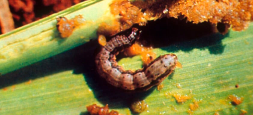 Lagarta do cartucho: como combater a principal praga do milho