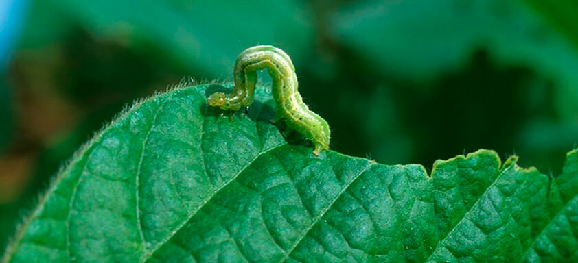 Lagarta falsa-medideira: um risco para a lavoura de soja