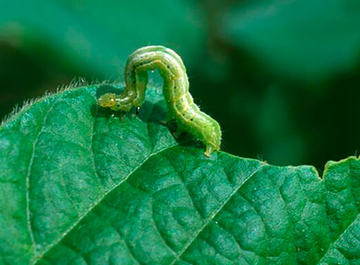 Lagarta falsa-medideira: um risco para a lavoura de soja