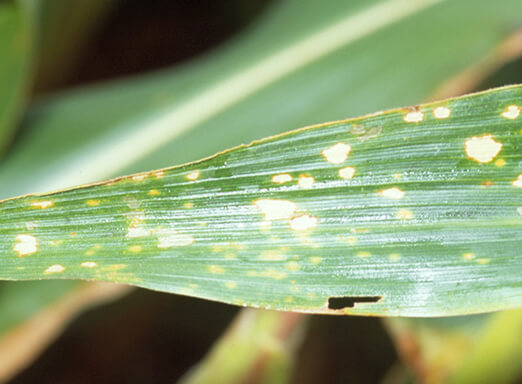 Mancha branca do milho: como identificar e combater