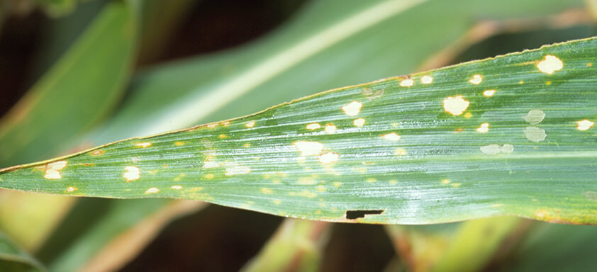 Mancha branca do milho: como identificar e combater