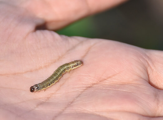 Lagarta-militar: identificação e combate à praga no algodão