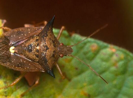 Soja: sua safra está protegida contra os percevejos? 