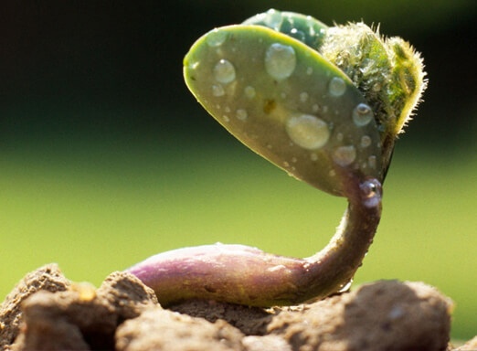 Tratamento de sementes: por que é tão importante?