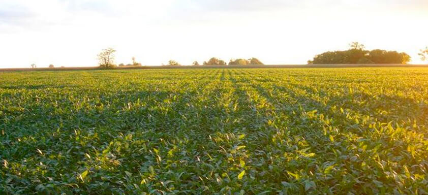 Manejo consciente: eficácia no combate às doenças da soja